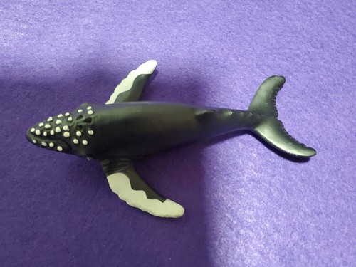 Safari buckel wal - safari, sea