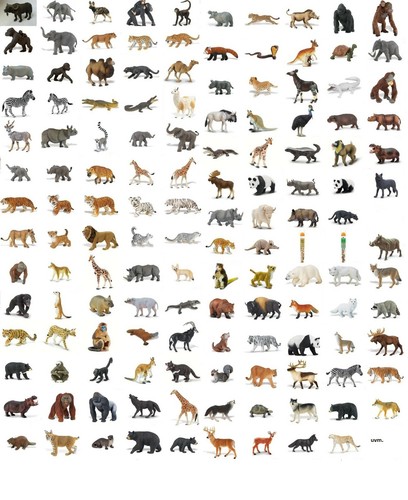 Safari wildlife wunder der - ,