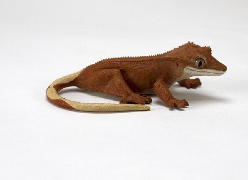 Safari ltd 100344 kronengecko - ltd,
